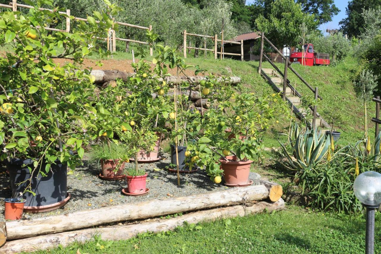 L'olivo Bagnone